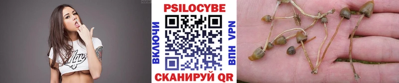 Купить  Гагарин  Псилоцибиновые грибы Psilocybine cubensis 
